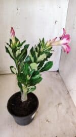 Planta Simples 2731 – 30cm – 02 anos - Imagem 6