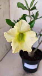 Planta Simples 2732 – 35cm – 03 anos