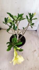 Planta Simples 2732 – 35cm – 03 anos - Imagem 4