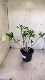 Planta Simples 2732 – 35cm – 03 anos - Imagem 6