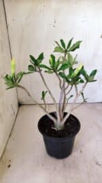 Planta Simples 2732 – 35cm – 03 anos - Imagem 5