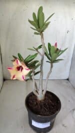 Planta Simples 2733 – 35cm – 03 anos - Imagem 2