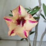 Planta Simples 2733 – 35cm – 03 anos