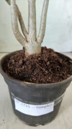 Planta Simples 2733 – 35cm – 03 anos - Imagem 6