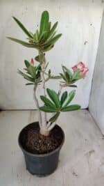 Planta Simples 2733 – 35cm – 03 anos - Imagem 4