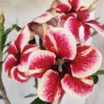 Planta Simples 2734 – 40cm – 03 anos