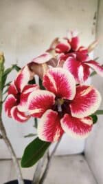 Planta Simples 2734 – 40cm – 03 anos