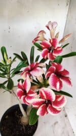 Planta Simples 2734 – 40cm – 03 anos - Imagem 4