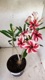 Planta Simples 2734 – 40cm – 03 anos - Imagem 5