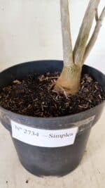 Planta Simples 2734 – 40cm – 03 anos - Imagem 8