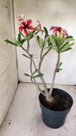 Planta Simples 2734 – 40cm – 03 anos - Imagem 7