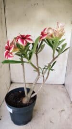 Planta Simples 2734 – 40cm – 03 anos - Imagem 6