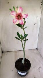 Planta Simples 2735 – 30cm – 02 anos - Imagem 2