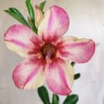 Planta Simples 2735 – 30cm – 02 anos