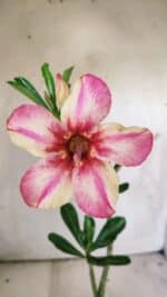 Planta Simples 2735 – 30cm – 02 anos