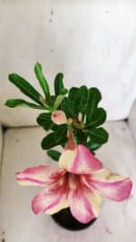 Planta Simples 2735 – 30cm – 02 anos - Imagem 4