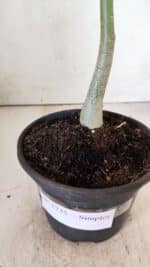 Planta Simples 2735 – 30cm – 02 anos - Imagem 6