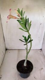 Planta Simples 2735 – 30cm – 02 anos - Imagem 5