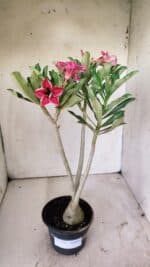 Planta Simples 2736 – 35cm – 03 anos - Imagem 2