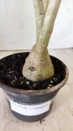 Planta Simples 2736 – 35cm – 03 anos - Imagem 6