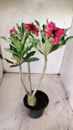 Planta Simples 2736 – 35cm – 03 anos - Imagem 4