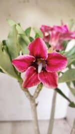 Planta Simples 2736 – 35cm – 03 anos