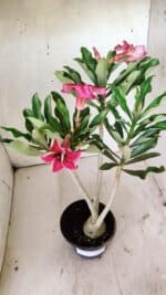 Planta Simples 2736 – 35cm – 03 anos - Imagem 5