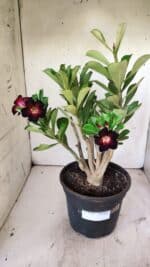 Planta Simples 2737 – 40cm – 03 anos - Imagem 2