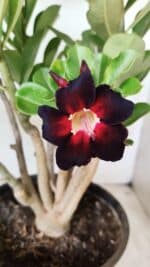 Planta Simples 2737 – 40cm – 03 anos