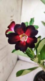 Planta Simples 2737 – 40cm – 03 anos - Imagem 4