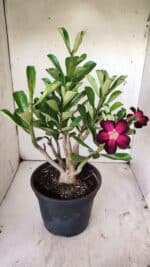 Planta Simples 2737 – 40cm – 03 anos - Imagem 6