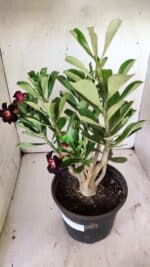 Planta Simples 2737 – 40cm – 03 anos - Imagem 5