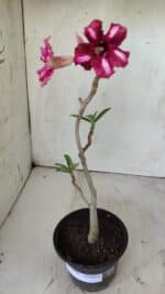 Planta Simples 2738 – 30cm – 02 anos - Imagem 2