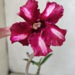 Planta Simples 2738 – 30cm – 02 anos