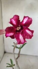 Planta Simples 2738 – 30cm – 02 anos