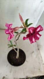 Planta Simples 2738 – 30cm – 02 anos - Imagem 4