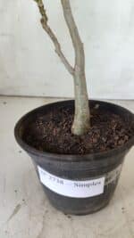 Planta Simples 2738 – 30cm – 02 anos - Imagem 6