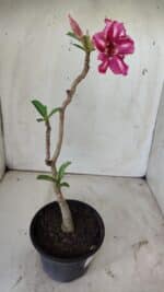 Planta Simples 2738 – 30cm – 02 anos - Imagem 5