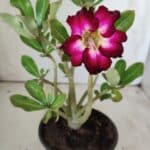 Planta Simples 2739 – 30cm – 02 anos