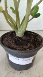 Planta Simples 2739 – 30cm – 02 anos - Imagem 7