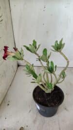 Planta Simples 2739 – 30cm – 02 anos - Imagem 6