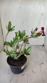 Planta Simples 2739 – 30cm – 02 anos - Imagem 5