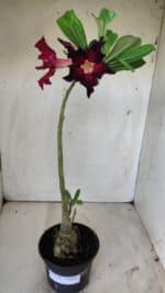 Planta Simples 2740 – 40cm – 03 anos - Imagem 2