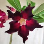 Planta Simples 2740 – 40cm – 03 anos