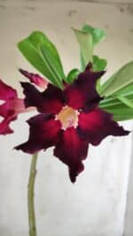 Planta Simples 2740 – 40cm – 03 anos