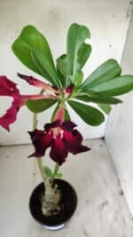 Planta Simples 2740 – 40cm – 03 anos - Imagem 4