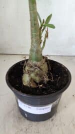 Planta Simples 2740 – 40cm – 03 anos - Imagem 7