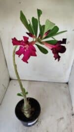 Planta Simples 2740 – 40cm – 03 anos - Imagem 6