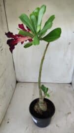 Planta Simples 2740 – 40cm – 03 anos - Imagem 5