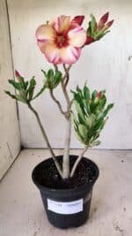 Planta Simples 2741 – 30cm – 02 anos - Imagem 2